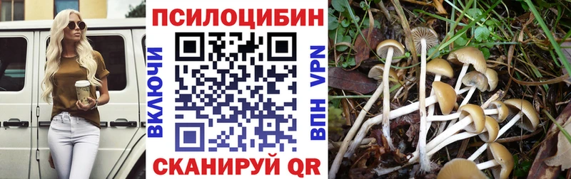 мега tor  Волжский  Псилоцибиновые грибы Cubensis 